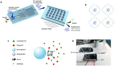 Illustration Of The Immuno Acoustic Sorting Technology A In The