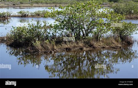 Mangrove Islands Merritt Island National Wildlife Refuge Titusville