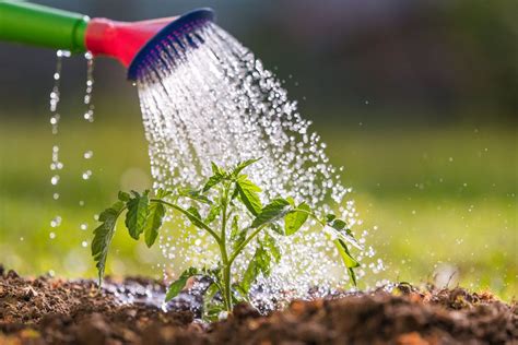 Guide Complet De La Culture Des Tomates Sous Serre