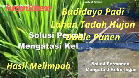 Budidaya Padi Di Lahan Tadah Hujan Metode Pompanisasi Panen Dable Youtube