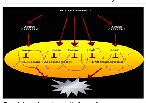 Figure From Austin Alzheimers And Parkinsons Disease The Role Of