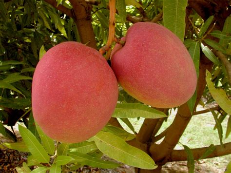 CÓMO INICIAR EL CULTIVO DE MANGO POR HIDROPONÍA Hydroenvironment