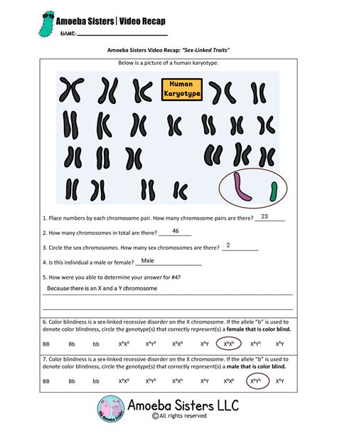 Video Recap Of Sex Linked Traits Amoeba Sisters Video Recap “sex Linked Traits” Below Is A