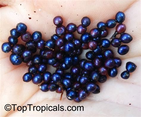 Pollia condensata (Common name: Marble Berry) | Top Tropicals Plant ...