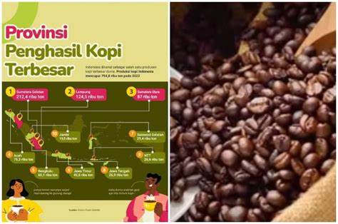 Provinsi Penghasil Kopi Terbesar Di Indonesia Ntt Nomor Berapa