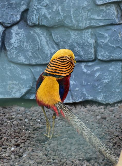 Gambar Margasatwa Kebun Binatang Warna Warni Fauna Bulu Burung