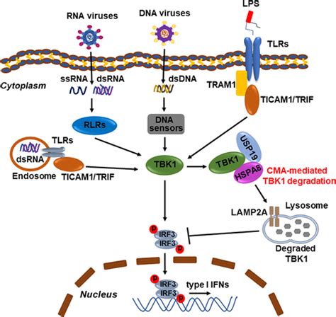 Full Article Usp Ubiquitin Specific Peptidase Promotes Tbk