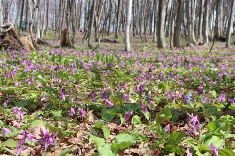 男山自然公園のカタクリ 毎日がシュナ日和