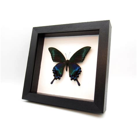 Real Large Alpine Black Swallowtail Framed Taxidermy Papilio Etsy