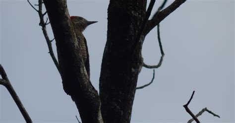 Pica Pau An O Barrado Biofaces Bring Nature Closer