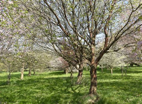 Growing Paperbark Cherry In The Home Garden