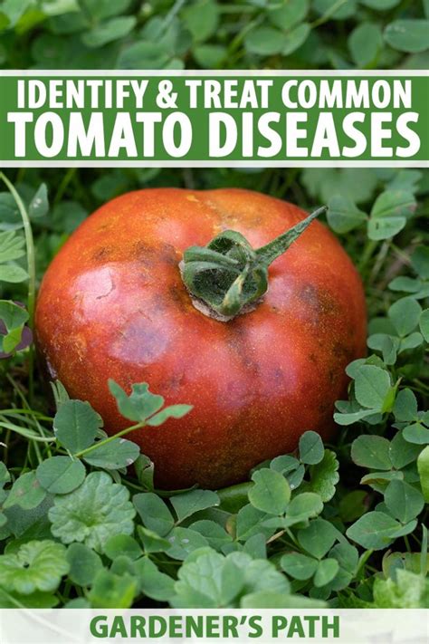 How To Identify And Treat Common Tomato Diseases Gardeners Path