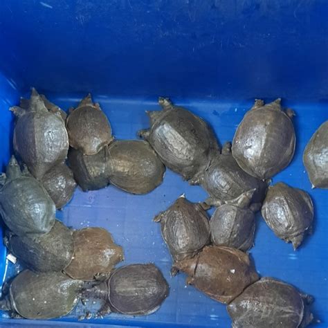 Jual Kura Kura Labi Labi Bulus Konsumsi 8cm 400gr Jakarta