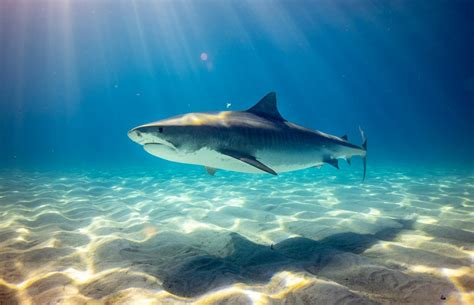 Attaque de requin à Hawaï l acteur de Pirates des Caraïbes meurt