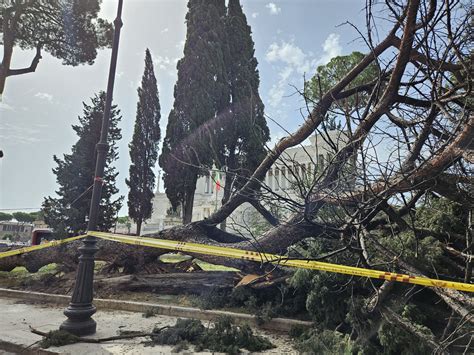 Paura A Piazza Venezia Crolla Un Enorme Pino Non Ci Sono Feriti