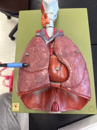 Chapter 22 Respiratory System Flashcards Quizlet