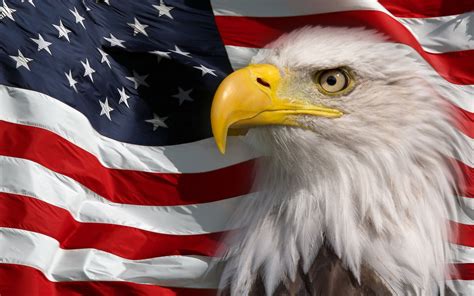 American Flag and Bald Eagle HD Wallpaper