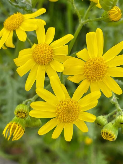 Fr Hlings Greiskraut Senecio Vernalis