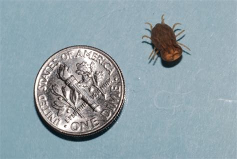 Common Ticks of Oklahoma and Tick-Borne Diseases | Oklahoma State ...