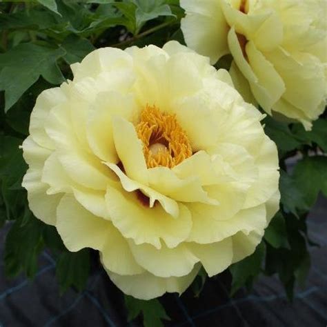 Paeonia Suff Ohkan Van Berkum Nursery