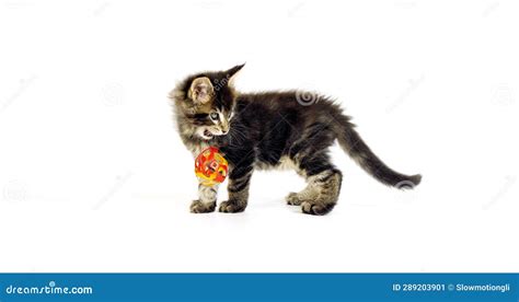 Brown Blotched Tabby Maine Coon Domestic Cat Kitten Playing Against White Background Normandy