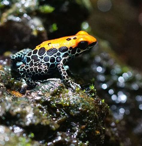 Katak Panah Beracun Biru Ian Gill