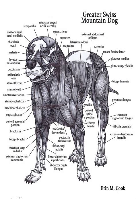 Dog Muscles by COOKEcakes on DeviantArt Dog Anatomy, Muscle Anatomy, Animal Anatomy, Face ...