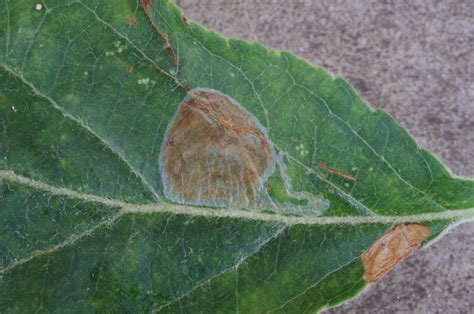 Callisto Denticulella Kent Moths