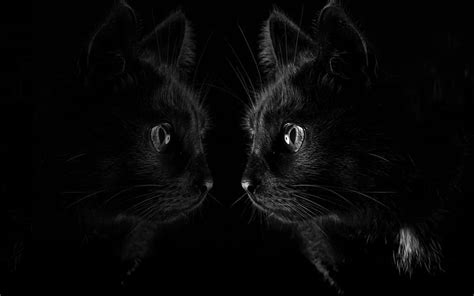 Black Cat Wallpaper | Tunggale Wall