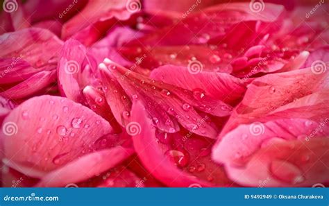 Rose Petals And Water Royalty Free Stock Images Image 9492949