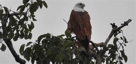 udawalawe Udawalawe - Nature-wilderness