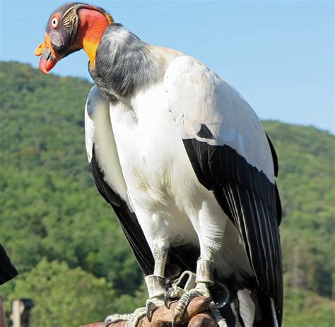 Courzieu Sp Cimen Rare Un Vautour Pape Arrive Au Parc De Courzieu