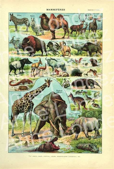 1922 Vintage Animal Poster Vintage Mammals Poster French - Etsy