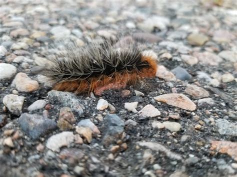 Fuzzy Caterpillar On Asphalt Free Stock Photo - Public Domain Pictures