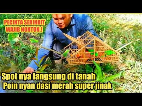 SPOT NYA LANSUNG DI TANAH MEMIKAT SERINDIT DASI MERAH YouTube