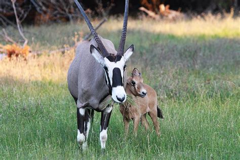 Gemsbok – Fossil Rim Wildlife Center