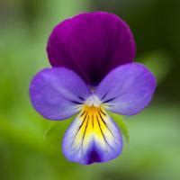 Viola Tricolor True Wild Form Seeds From Chiltern Seeds