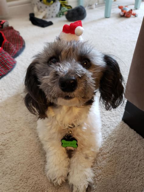 Brody (doxie mix) is ready for Santa Paws!!! : r/Dachshund