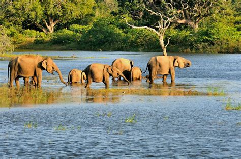 Bundala National Park