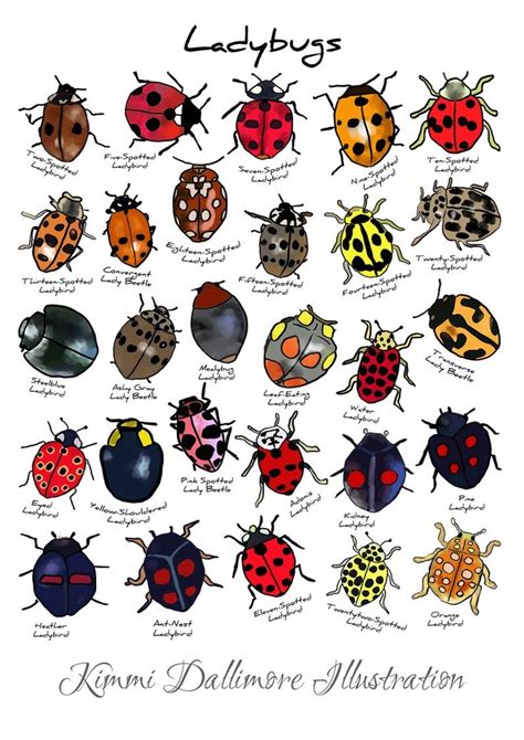 Ladybird Illustration Art Print Ladybug Types Wall Chart Bug