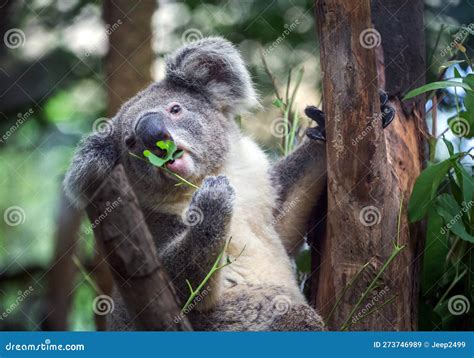 Koala Eating Eucalyptus Leaves. Stock Image - Image of wildlife ...