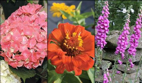 How To Tell The Difference Between Annuals Perennials And Biennials