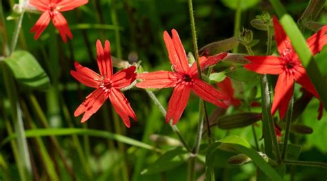 27 Native Plants That Attract Hummingbirds