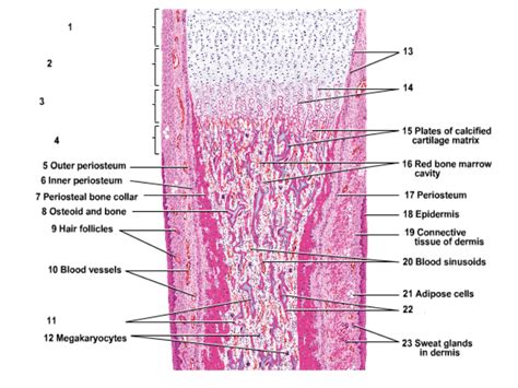 Endochondral ossification: development of a long bone (panoramic view ...