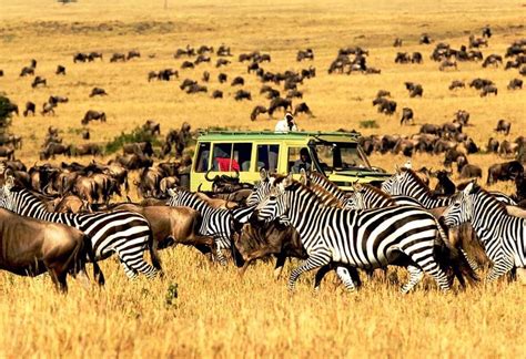 Day Tanzania Complete Northern Circuit Safari Vacations Travel