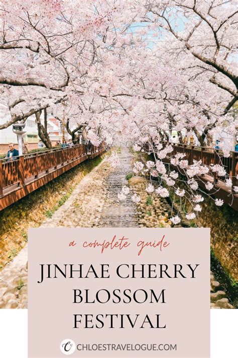 Jinhae Cherry Blossom Festival 2023 | South Korea