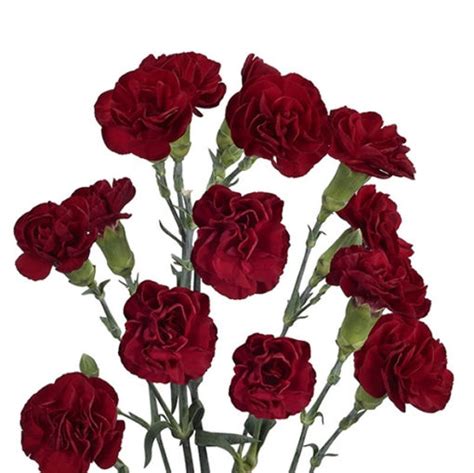 Carnation Spray Burgundy Cut Spray Carnations Flower Suppliers