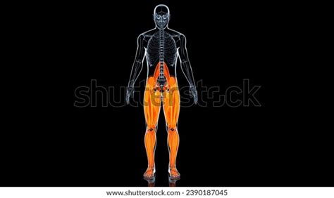 Human Lower Limb Muscles Medical Anatomy Stock Illustration 2390187045 ...