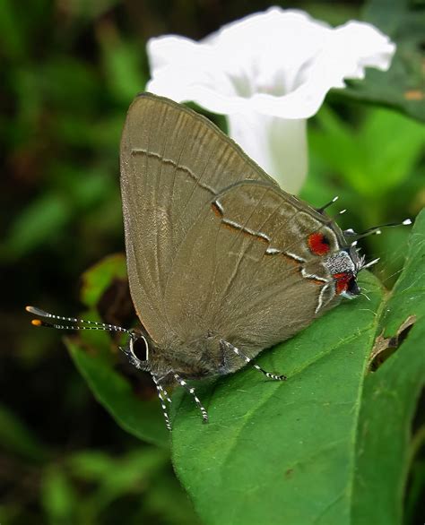 Ziegleria Hesperitis John Vallender Flickr