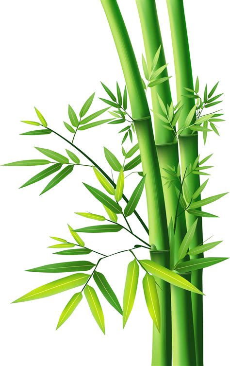 Bamboo Png Bamboo Vector Clipart Full Size Clipart